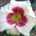 Hemerocallis Blueberry Candy