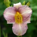 Hemerocallis Catherine Woodbury