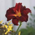 Hemerocallis Ed Murray