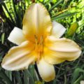 Hemerocallis Ivory Marble