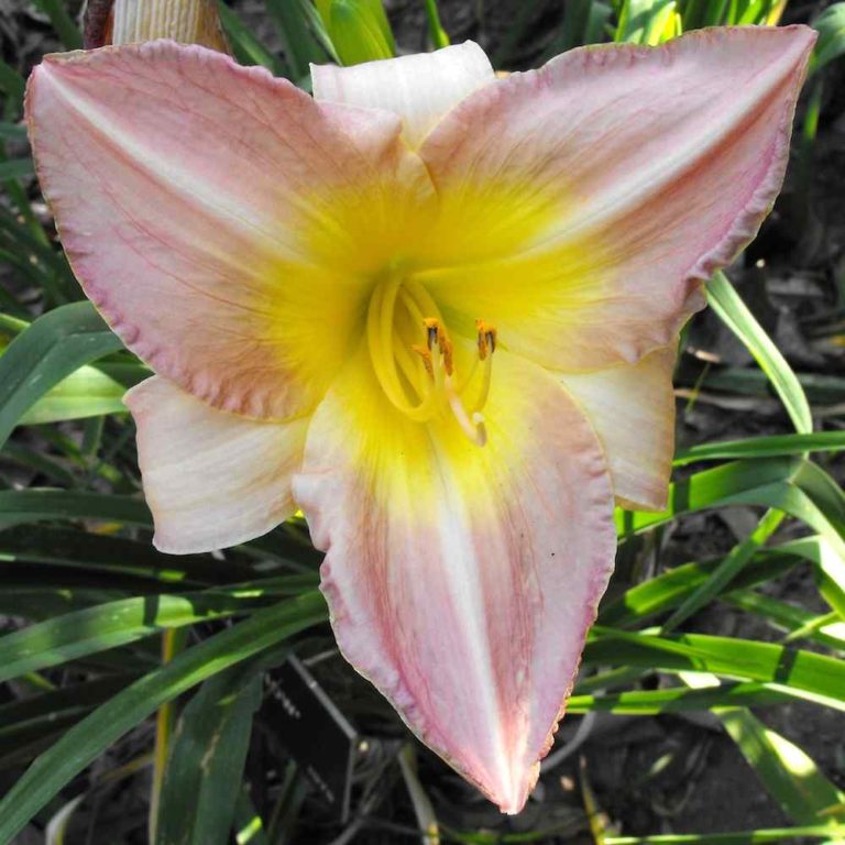 Hemerocallis Lilac Snow