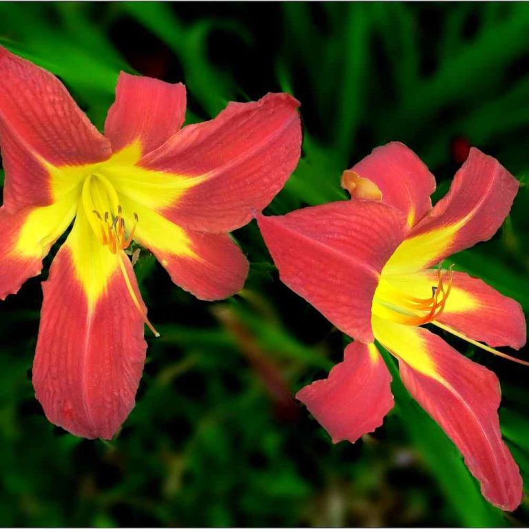 Hemerocallis Ruby Spider