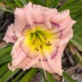 Hemerocallis Siloam David Kirchhoff