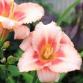 Hemerocallis Strawberry Candy