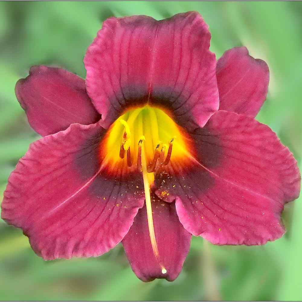 Hemerocallis ‘Wayside King Royale’ – Daglilje