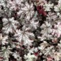 Heuchera Blackberry Jam - Alunrot