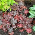 Heuchera Prince - Alunrot