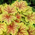 Heuchera Red Lightening - Alunrot