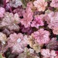 Heuchera Sparkling Burgundy - Alunrot