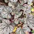 Heuchera Velvet Night - Alunrot