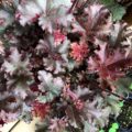 Heuchera micrantha Melting Fire - Alunrot