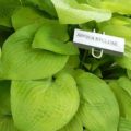 Hosta Abiqua Recluse