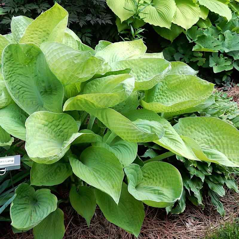 Hosta Alladins Lamp