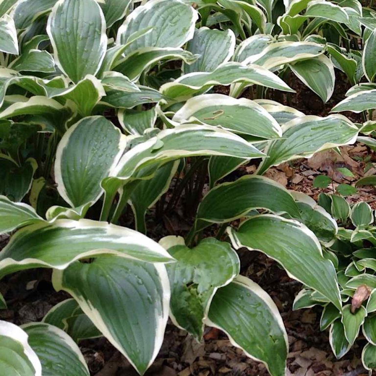 Hosta Allan P McConnell