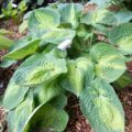 Hosta Alligator Alley