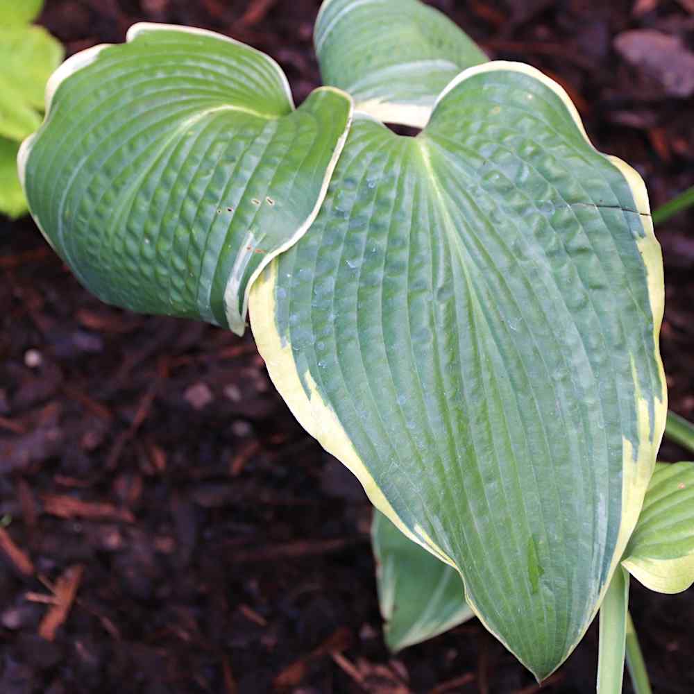 Hosta ‘Alligator Shoes’