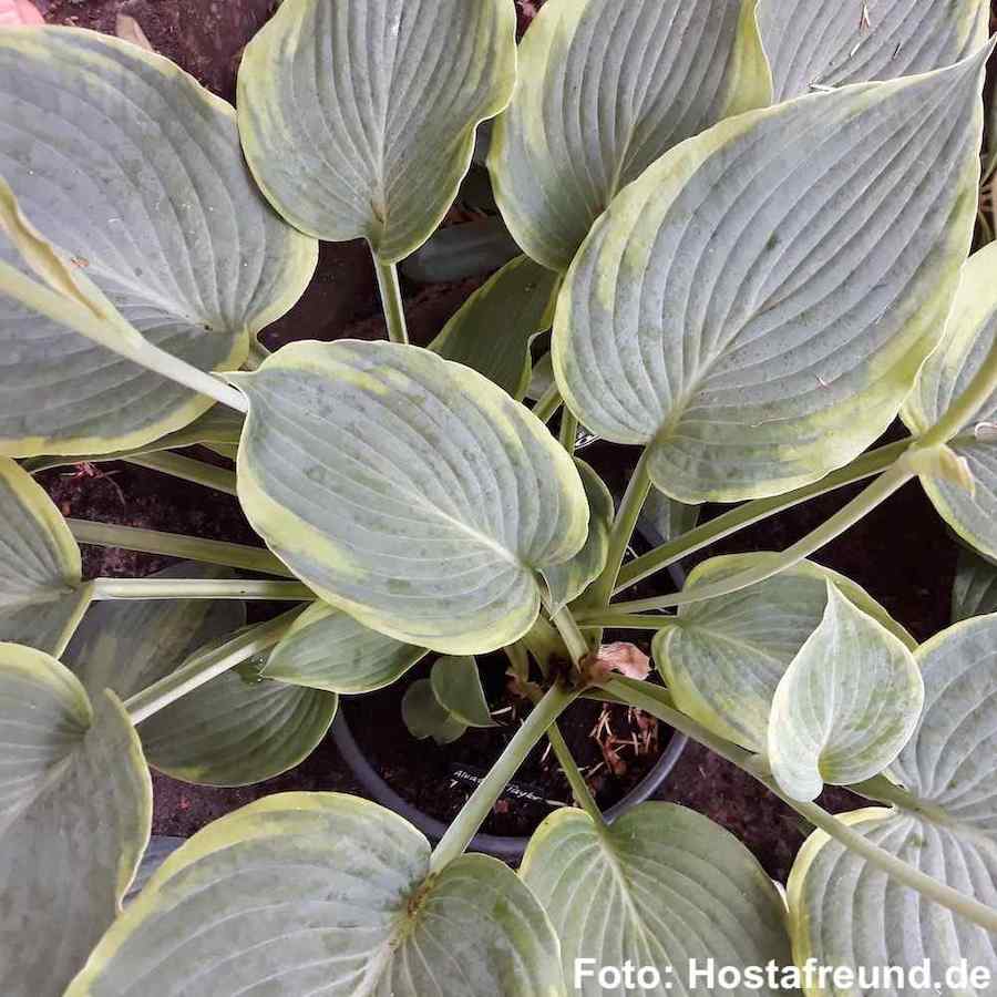 Hosta Alvatine Tyler