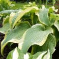 Hosta Amazing Grace