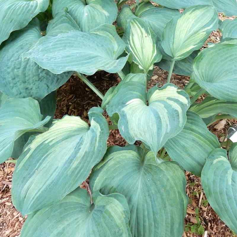 Hosta Angel Eyes