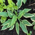 Hosta Angelique