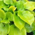 Hosta Appletini