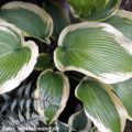 Hosta Atlantis