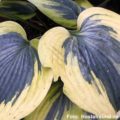 Hosta Autumn Frost