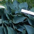 Hosta Baby Blue Eyes