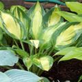 Hosta Banana Boat