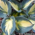 Hosta Beach Boy