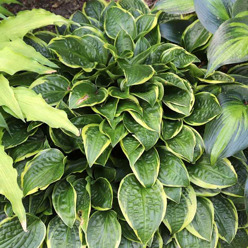 Hosta ‘Bedford Rise and Shine’