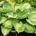 Hosta Beyond Glory