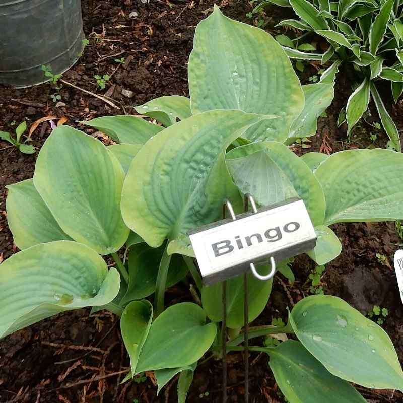 Hosta Bingo