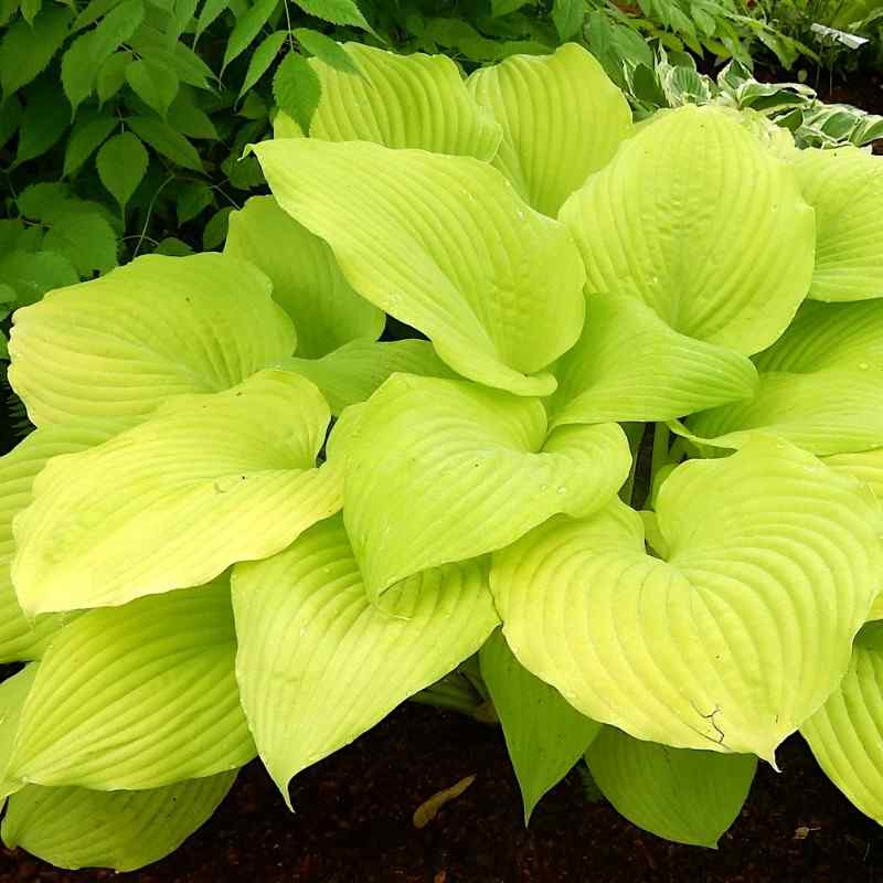 Hosta Blaze of Glory