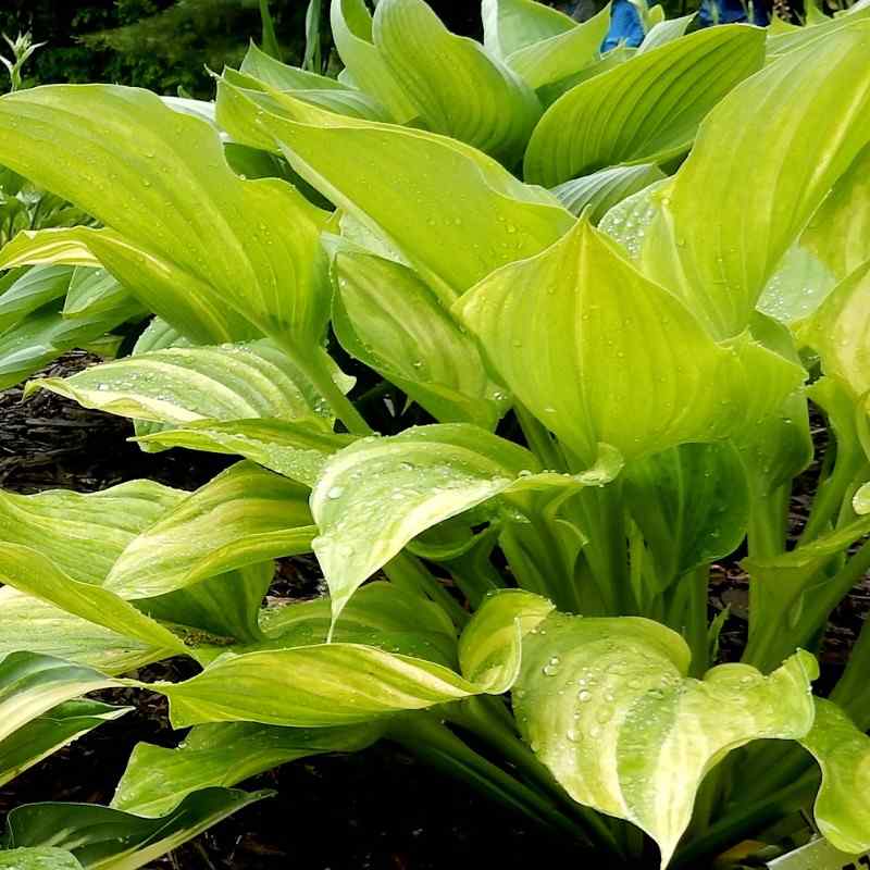 Hosta Blizzard