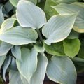 Hosta Blue Flame