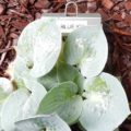 Hosta Blue Ice