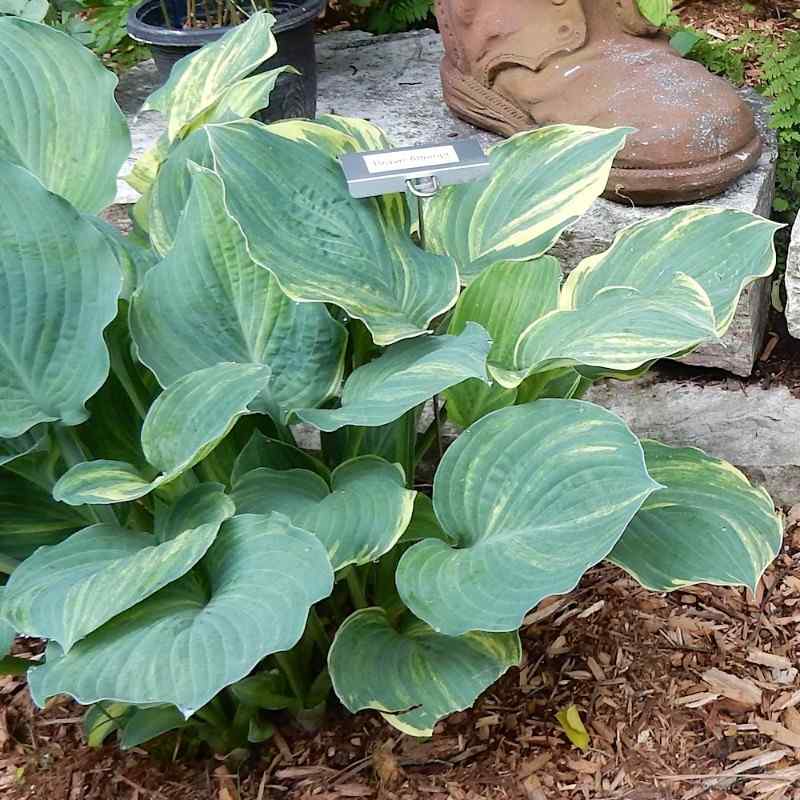 Hosta ‘Brave Attempt’