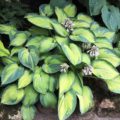 Hosta Bright Lights