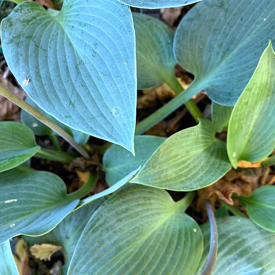 Hosta Bullet Proof