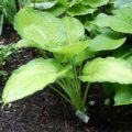 Hosta California Gold Rush