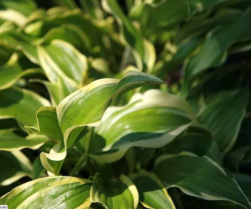 Hosta Carolina Sunshine