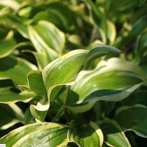 Hosta ‘Carolina Sunshine’