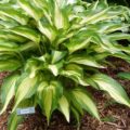 Hosta Cascades