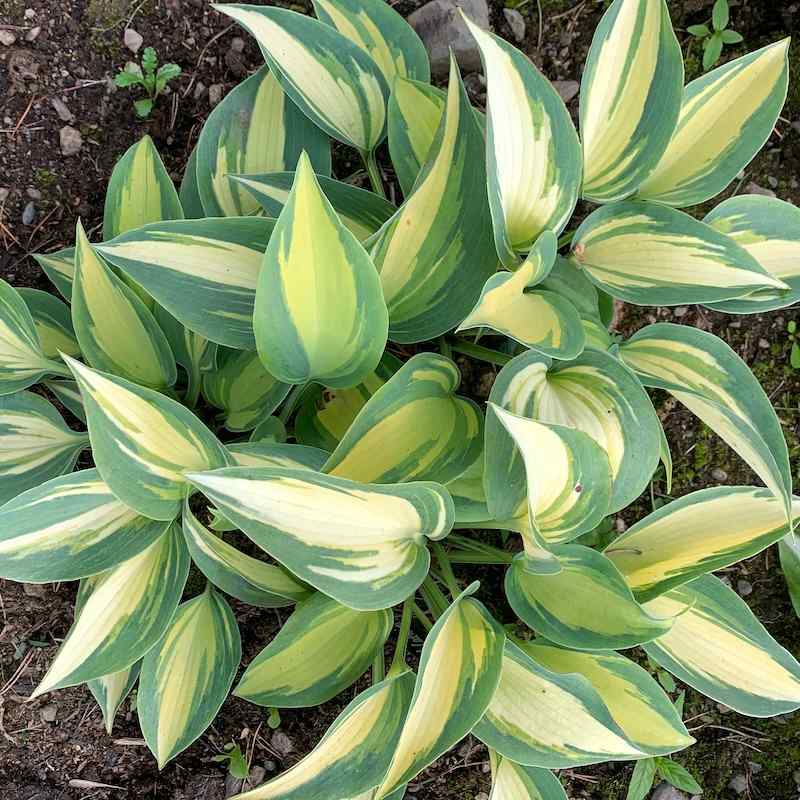 Hosta Catherine