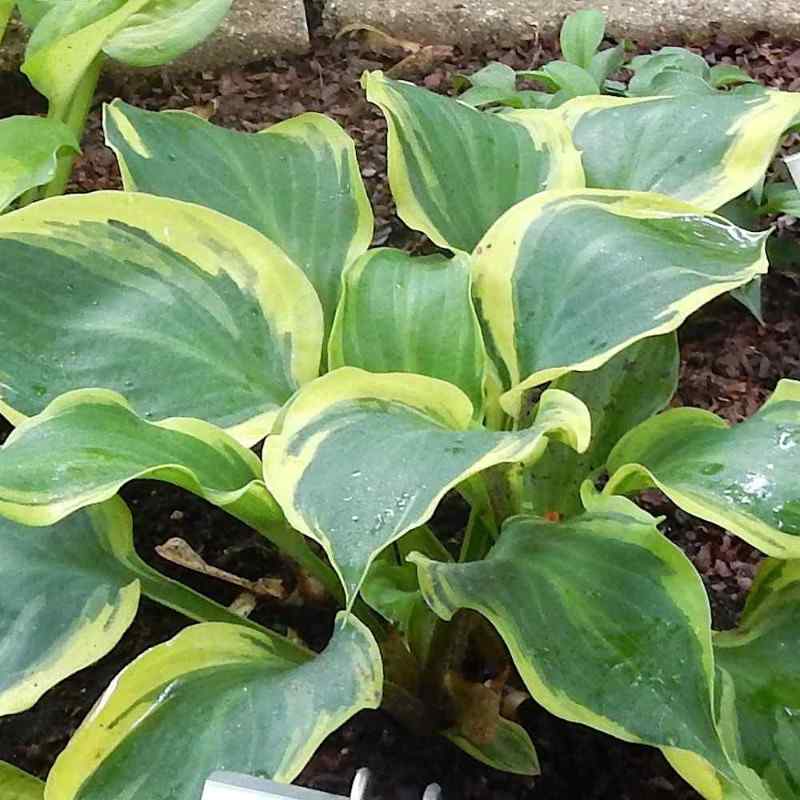 Hosta ‘Charity’