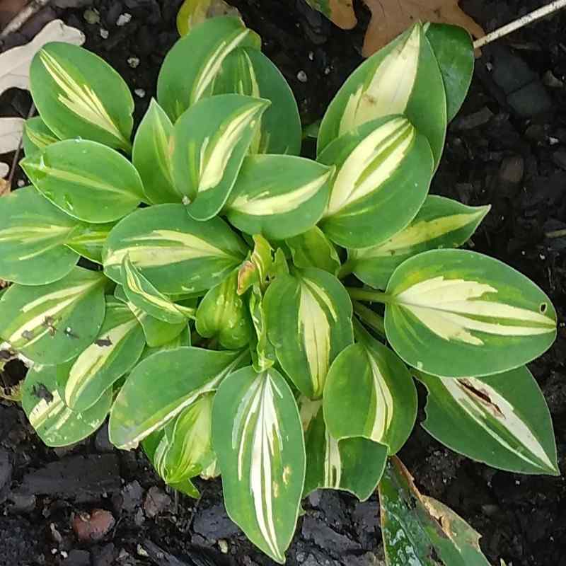 Hosta ‘Cherish’