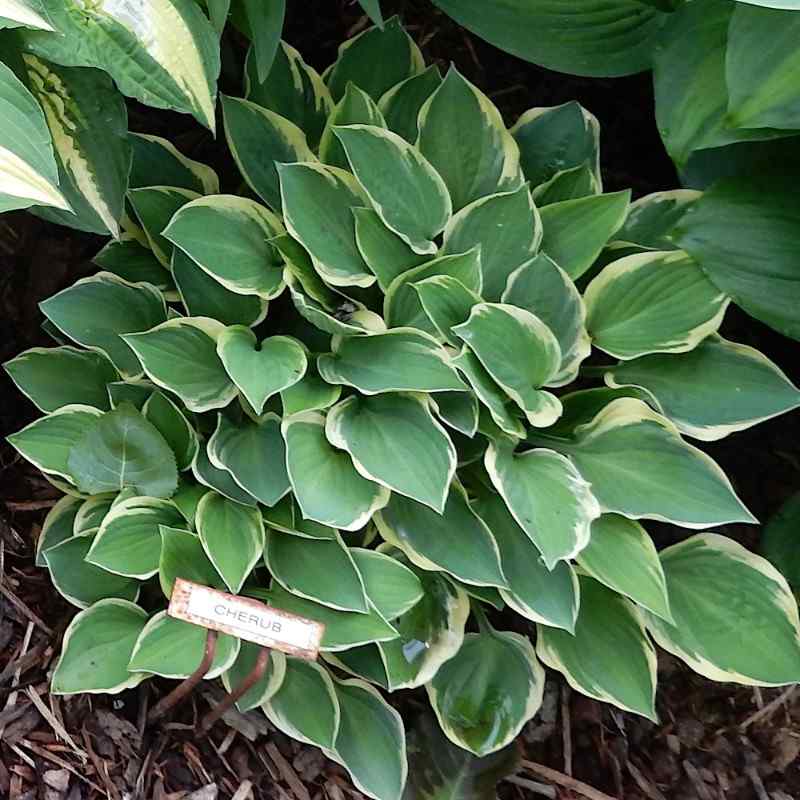 Hosta Cherub