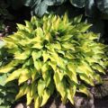 Hosta Chinese Sunrise