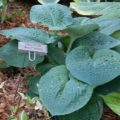 Hosta Clear Fork River Valley